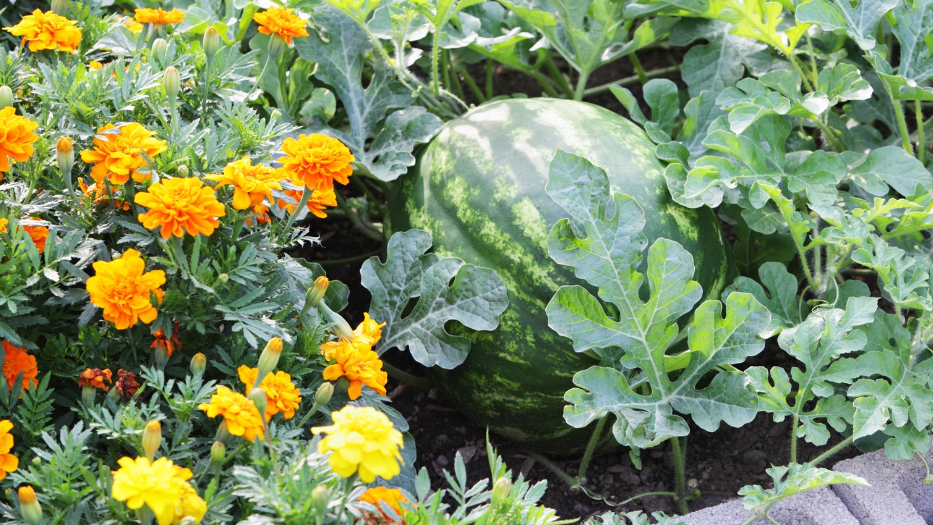 Advantage of Using Watermelon and Pumpkin Companion Planting